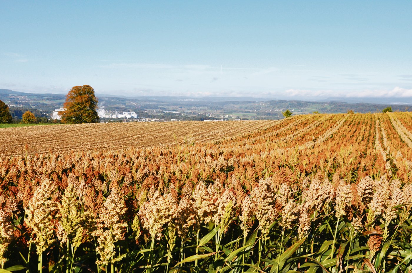 Sorghum gilt als robust und dürreresistent, was für einen Anbau im  hierzulande immer trockeneren Klima spricht.(Bild Fanny Stückelberger)