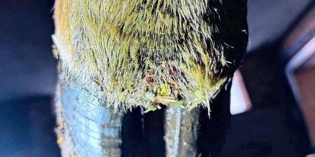 Eines der Symptome sind entzündete Klauensäume, die auch eitern können, und entsprechend Pflege benötigen.