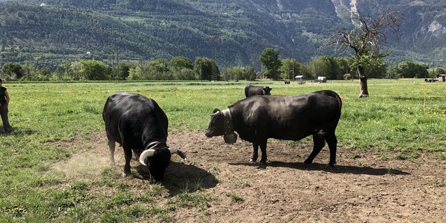 Das «Zusammenlassen» der Eringer ist jedes Jahr ein Highlight. (Bild lja)