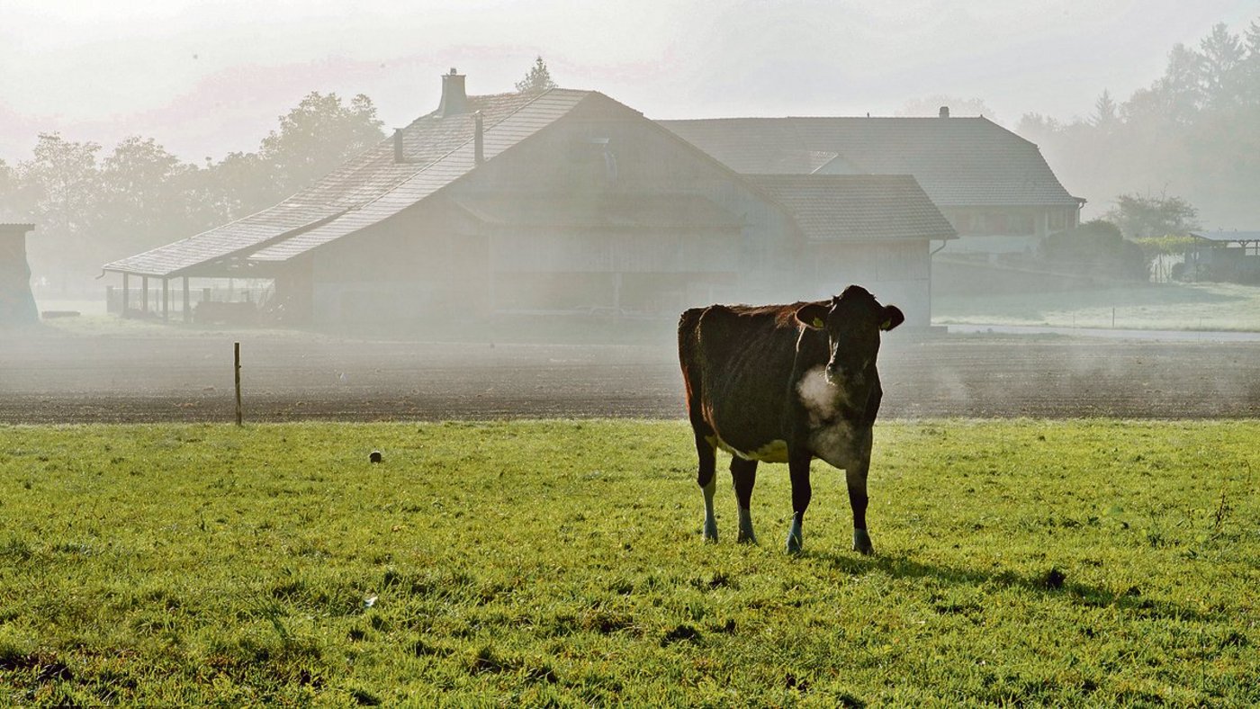 Milchkühe können an Weidetetanie erkranken, wenn zu viel Kalium mit dem Futter aufgenommen wird. (Bild zVg)