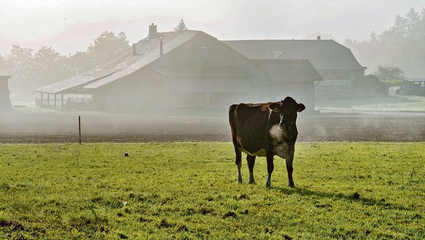 Milchkühe können an Weidetetanie erkranken, wenn zu viel Kalium mit dem Futter aufgenommen wird. (Bild zVg)