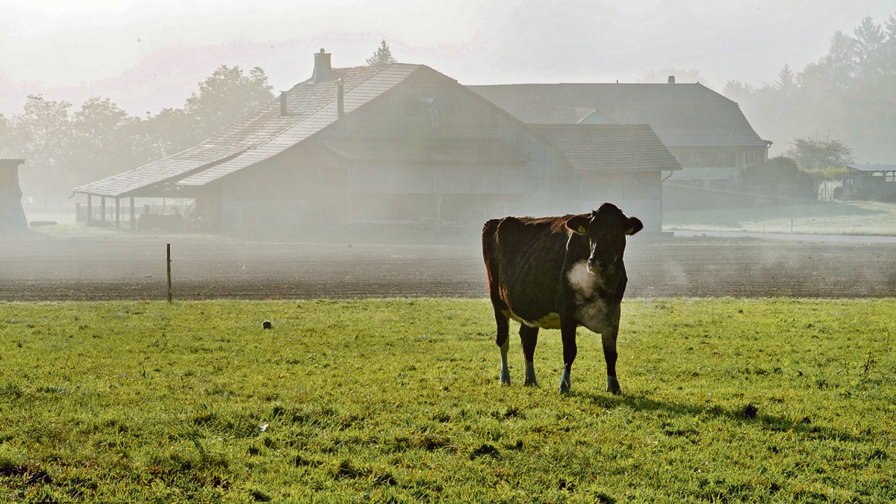 Milchkühe können an Weidetetanie erkranken, wenn zu viel Kalium mit dem Futter aufgenommen wird. (Bild zVg)