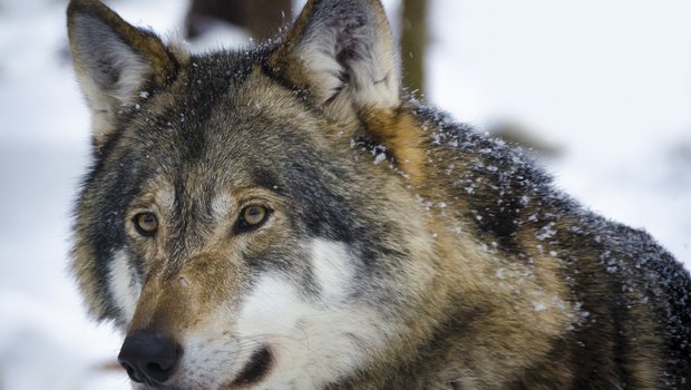 Der Wolf ist Freund und Feind gleichzeitig. Nun kommt zur politischen Diskussion auch noch ein touristischer Aspekt dazu. (Bild Pixabay)
