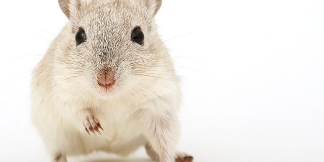 Tierversuche werden in verschiedene Kategorien eingeteilt. Nicht bei allen gingen die Zahlen zurück. (Bild Pixabay)