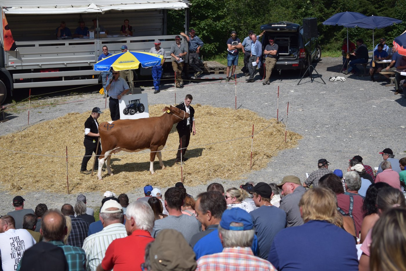Spitzentiere und Spitzenpreise liessen sich am Samstag bei guter Nachfrage erzielen. Den höchsten Preis erzielte diese exakte und typvolle SF-Kuh Stefanie mit 7100.- Franken.