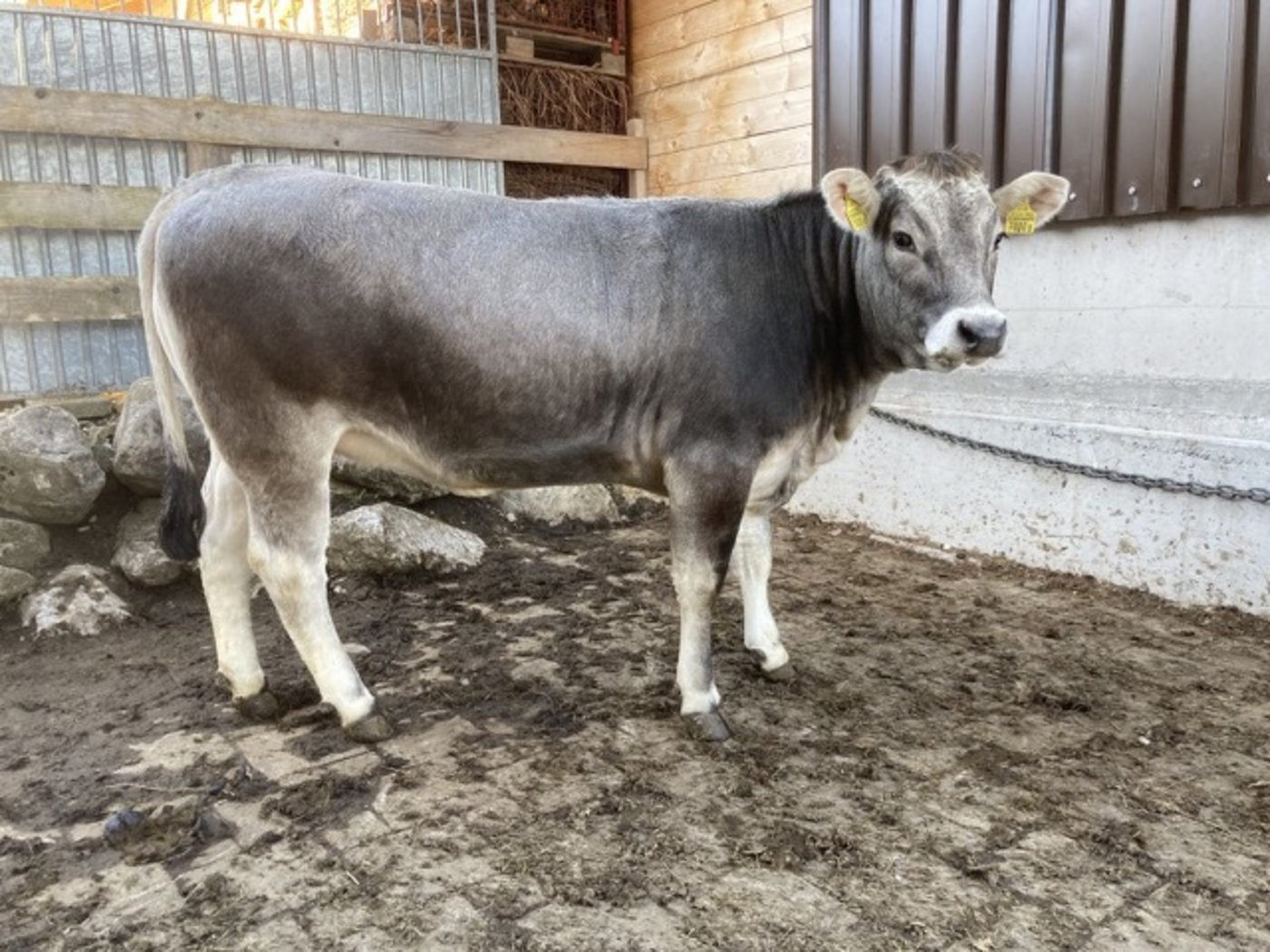 Rinder 3. Rang: Fortuna (King/Fürst), Besitzer: Ady Inderbitzin, Alpthal SZ