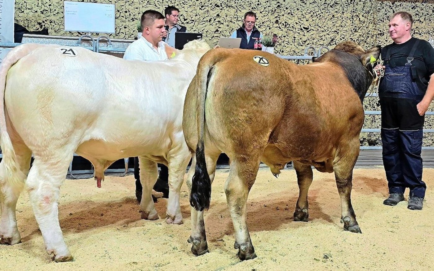 Die Einzigen ihrer Rasse: der Charolais-Stier Nino, Ueli Bader, Mümlliswil SO, und Aubrac-Stier Hannibal MHF, Michael Büchsler, Frauenkappelen BE.