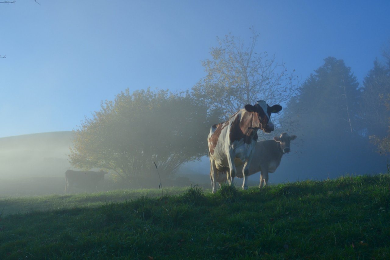 Der Nebel soll sich lichten und eine kantonale Strategie her. (Bild Erika Breitenmoser/landwirtschaft.ch)