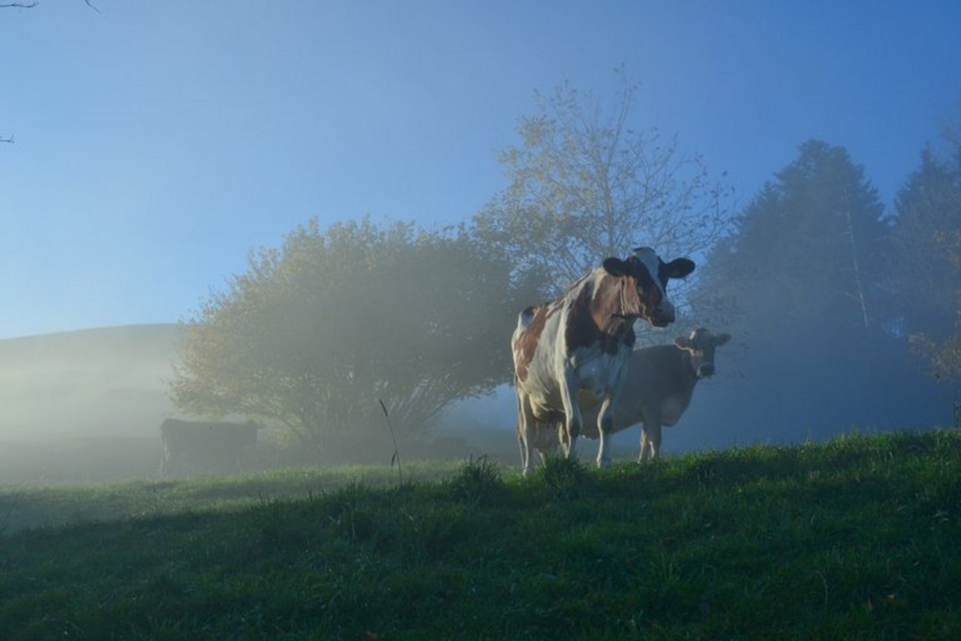 Der Nebel soll sich lichten und eine kantonale Strategie her. (Bild Erika Breitenmoser/landwirtschaft.ch)