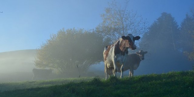 Der Nebel soll sich lichten und eine kantonale Strategie her. (Bild Erika Breitenmoser/landwirtschaft.ch)