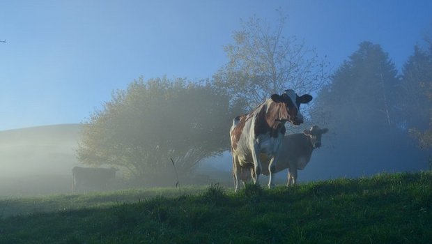 Der Nebel soll sich lichten und eine kantonale Strategie her. (Bild Erika Breitenmoser/landwirtschaft.ch)