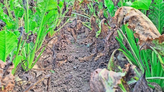Bei optimalen Bedingungen kann sich die Cercospora-Pilzkrankheit in kurzer Zeit massiv ausbreiten. 