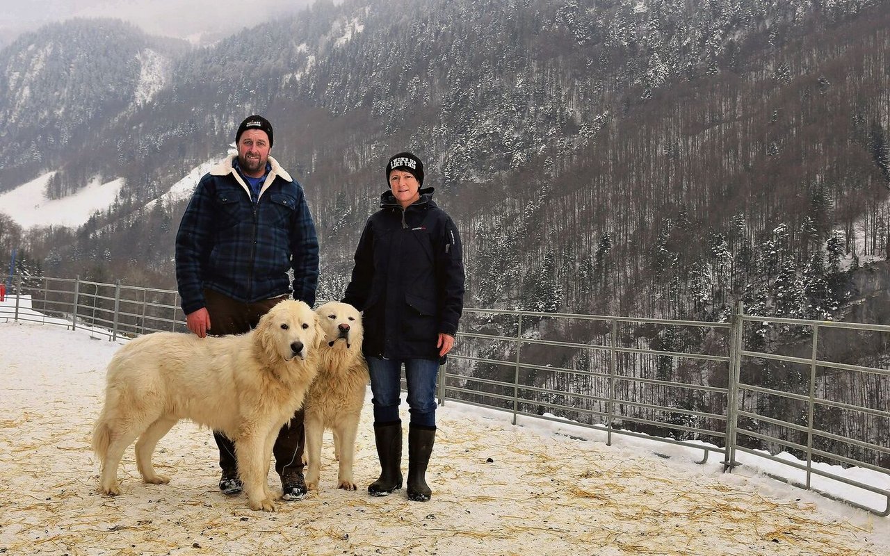 Helen und Karl Betschart mit zwei ihrer Maremmen-Abruzzen-Herdenschutzhunden. Die Ausbildung dieser Tiere ist eine gemeinsame Leidenschaft des Bergbauernpaares.