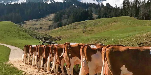 Einen Prachtstag für die Hofpunktierung hatte Fritz Bürki aus dem Bumbach erwischt. (Bild Fritz Bürki)