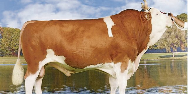 Osika Unic Veru, aus der Zucht von Hermann Kaufmann aus St. Ursanne JU, hat den höchsten Iset bei den Simmentalern. (Bilder KeLeKi)