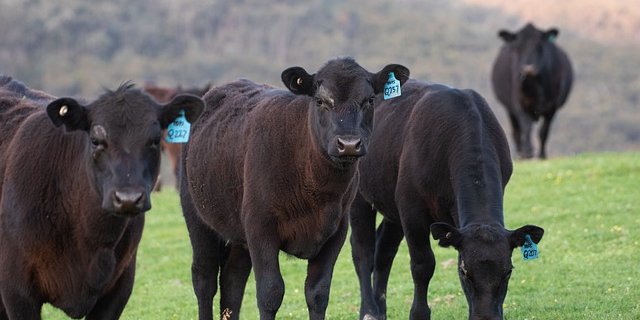 Viele der Angusrinder verstarben an der Bleivergiftung, weitere mussten eingeschläfert werden. (Symbolbild Pixabay)