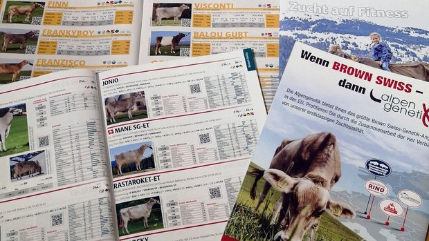 Die heutigen Zuchtzi Die heutigen Zuchtziele sind breit gefächert, auch Umgänglichkeit und Gesundheit gehören dazu.