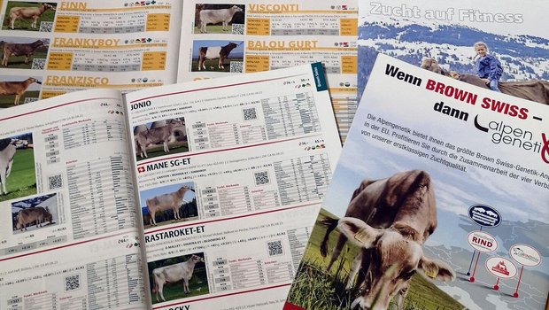 Die heutigen Zuchtzi Die heutigen Zuchtziele sind breit gefächert, auch Umgänglichkeit und Gesundheit gehören dazu.