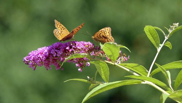 Der Sommerflieder ist ein invasiver Neophyt, der zwar schön aussieht, für die einheimische Biodiversität aber problematisch ist. (Bild Pixabay)