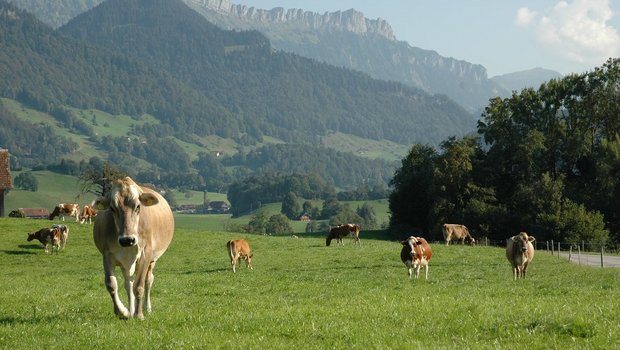 Die Ernährungssouveränitätsinitiative will die Schweizer Landwirtschaft stärken. (Symbolbild Armin Emmenegger)