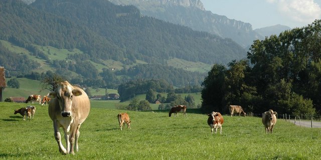 Die Ernährungssouveränitätsinitiative will die Schweizer Landwirtschaft stärken. (Symbolbild Armin Emmenegger)