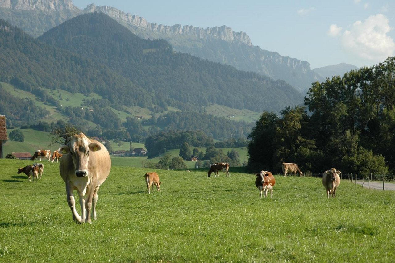 Die Ernährungssouveränitätsinitiative will die Schweizer Landwirtschaft stärken. (Symbolbild Armin Emmenegger)