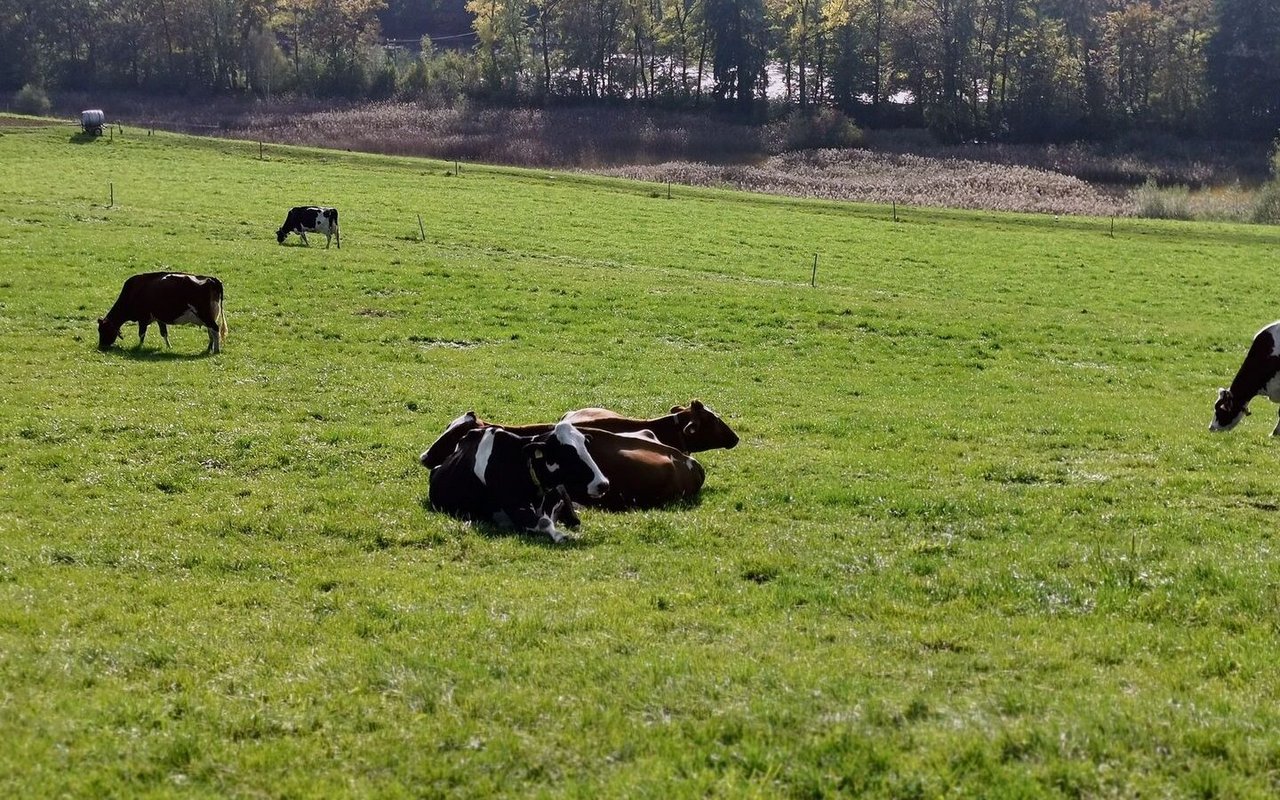 So schön der erste Weidegang im Frühling ist, so gefährlich kann er sein. Aufgrund der falschen Mineralstoffversorgung droht die Weidetetanie.