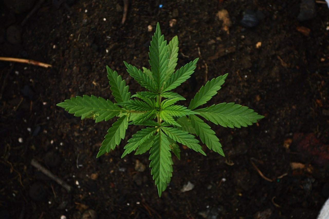 Für wissenschaftliche Studien zu Cannabis gab es bisher keine Rechtsgrundlage. (Bild Pixabay)