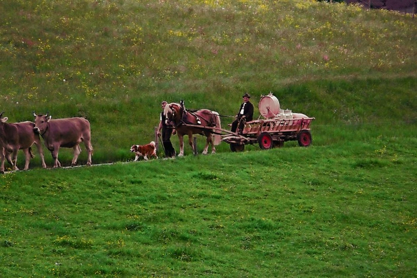 Auf dem Rosswagen sitzt nicht nur Ueli, da wird auch das Schmalzfass transportiert. Bauer Theo und Hund «Frisch» führen das Ross.