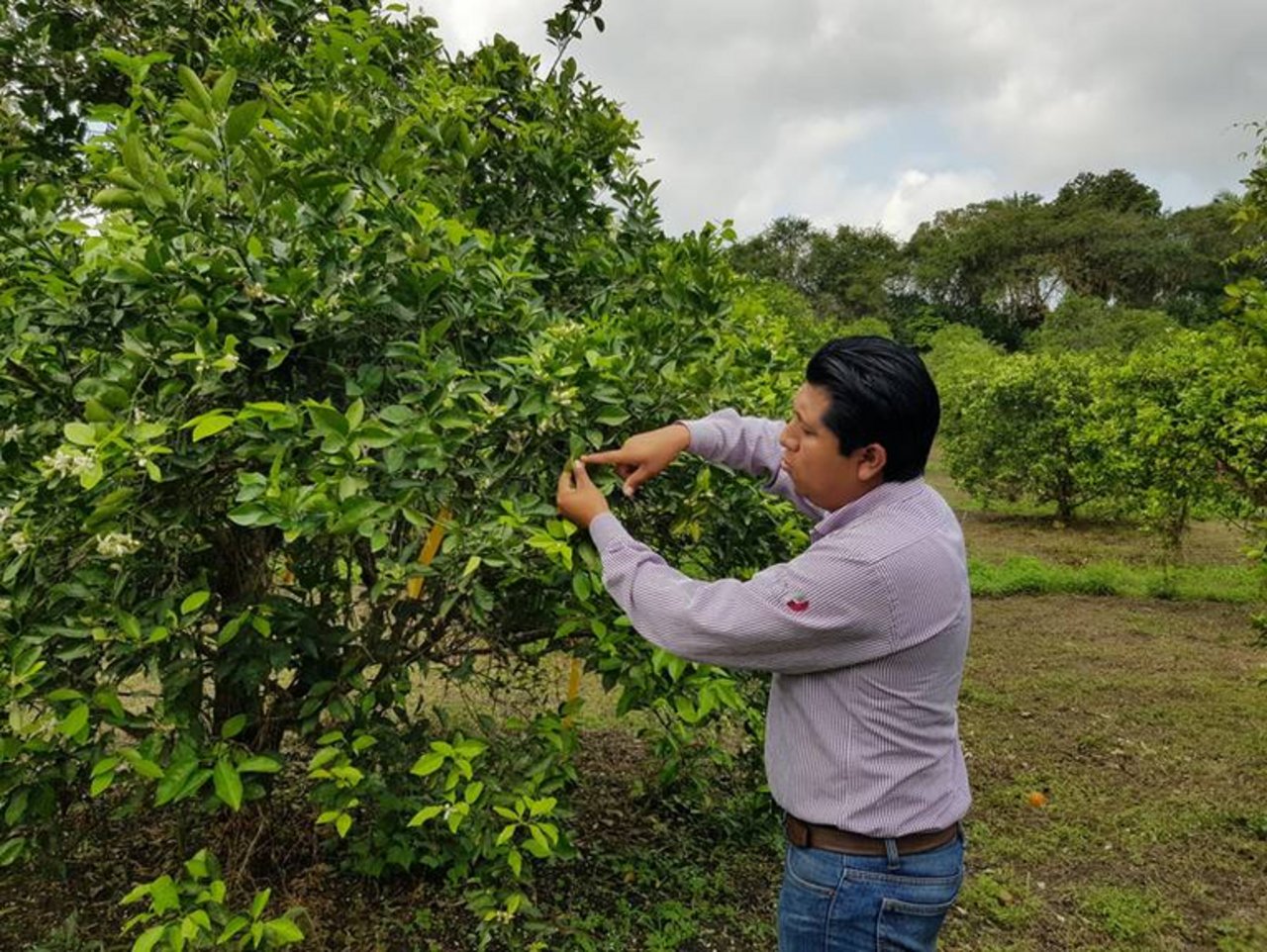 Ein Mitarbeiter untersucht in Mexiko die Orangenbäume auf Zitrusblattfloh-Befall. (Bild Salvador Garibay, FiBL, zVg)