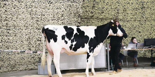 Stefan Käser verkaufte etliche Tiere im Elitesegment, seine Kingpin-Tochter Lisa galt 5750 Franken. 