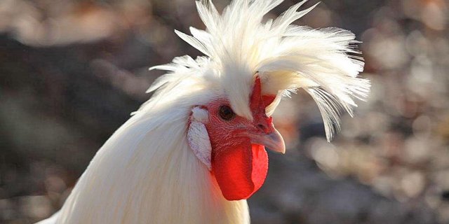 Die Beiträge für alte Nutztierrassen wie das Appenzeller Spitzhaubenhuhn sollen aus den bestehenden Erhaltungsmassnahmen finanziert werden oder aber zu Lasten anderer Tierzucht-Beiträge gehen. (Bild Pro Specie rara) 