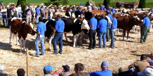 Die Beständeschauen sind weiterin ein grosser Anziehungspunkt für Züchter und Besucher. (Bild Peter Fankhauser) 