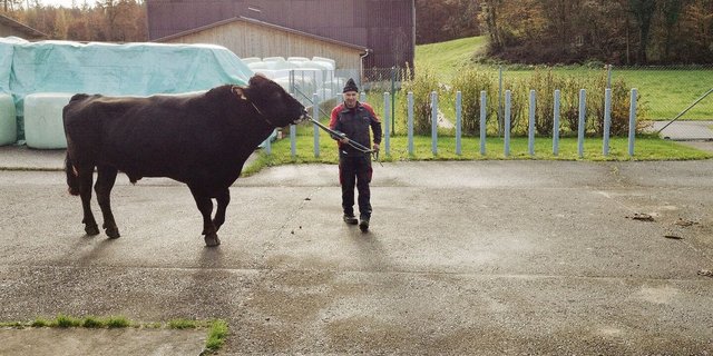 Pete, der bekannte Brown-Swiss-Stier war Teil der Stieren-Vorstellung auf dem Swissgenetics-Gelände.