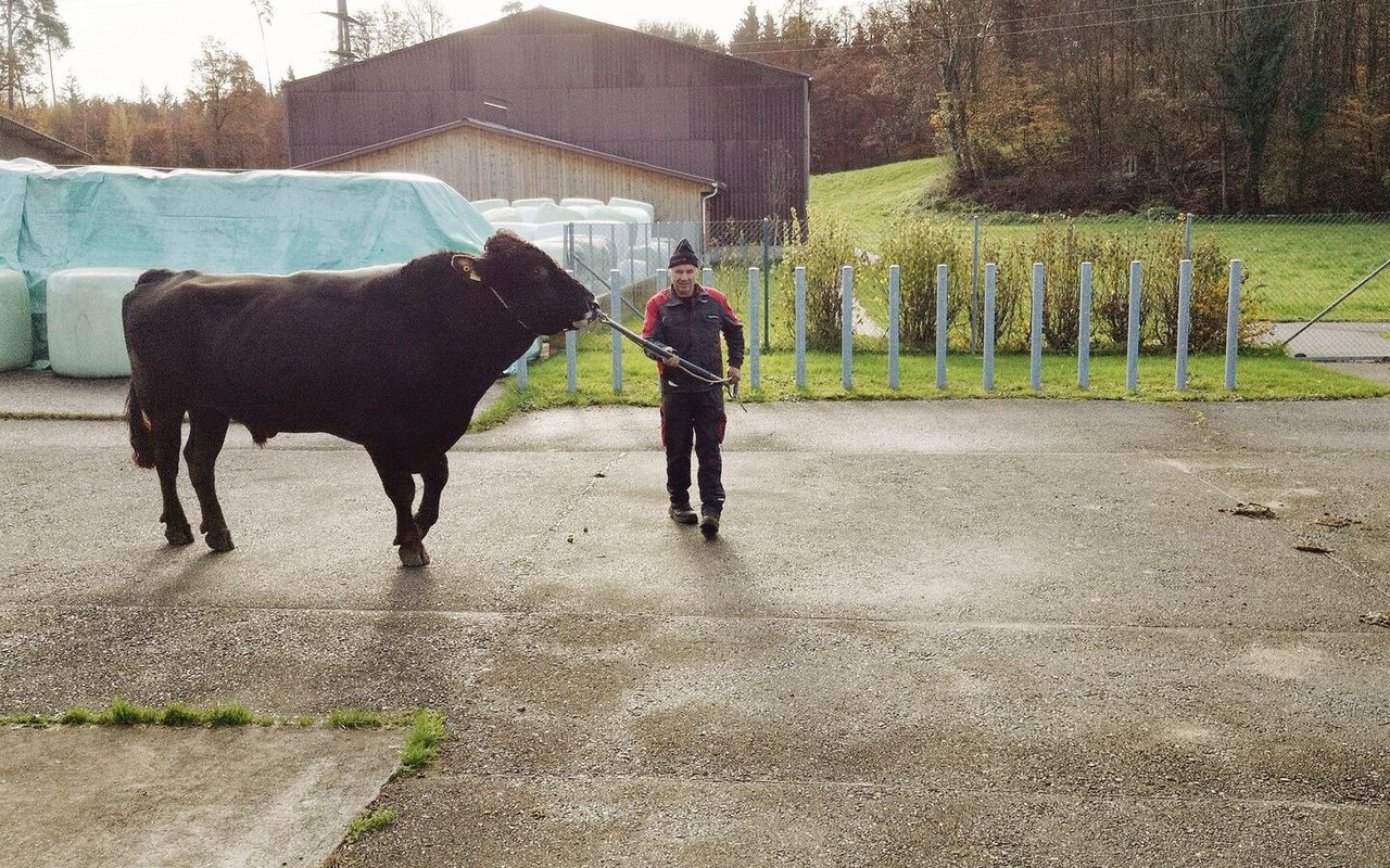 Pete, der bekannte Brown-Swiss-Stier war Teil der Stieren-Vorstellung auf dem Swissgenetics-Gelände.