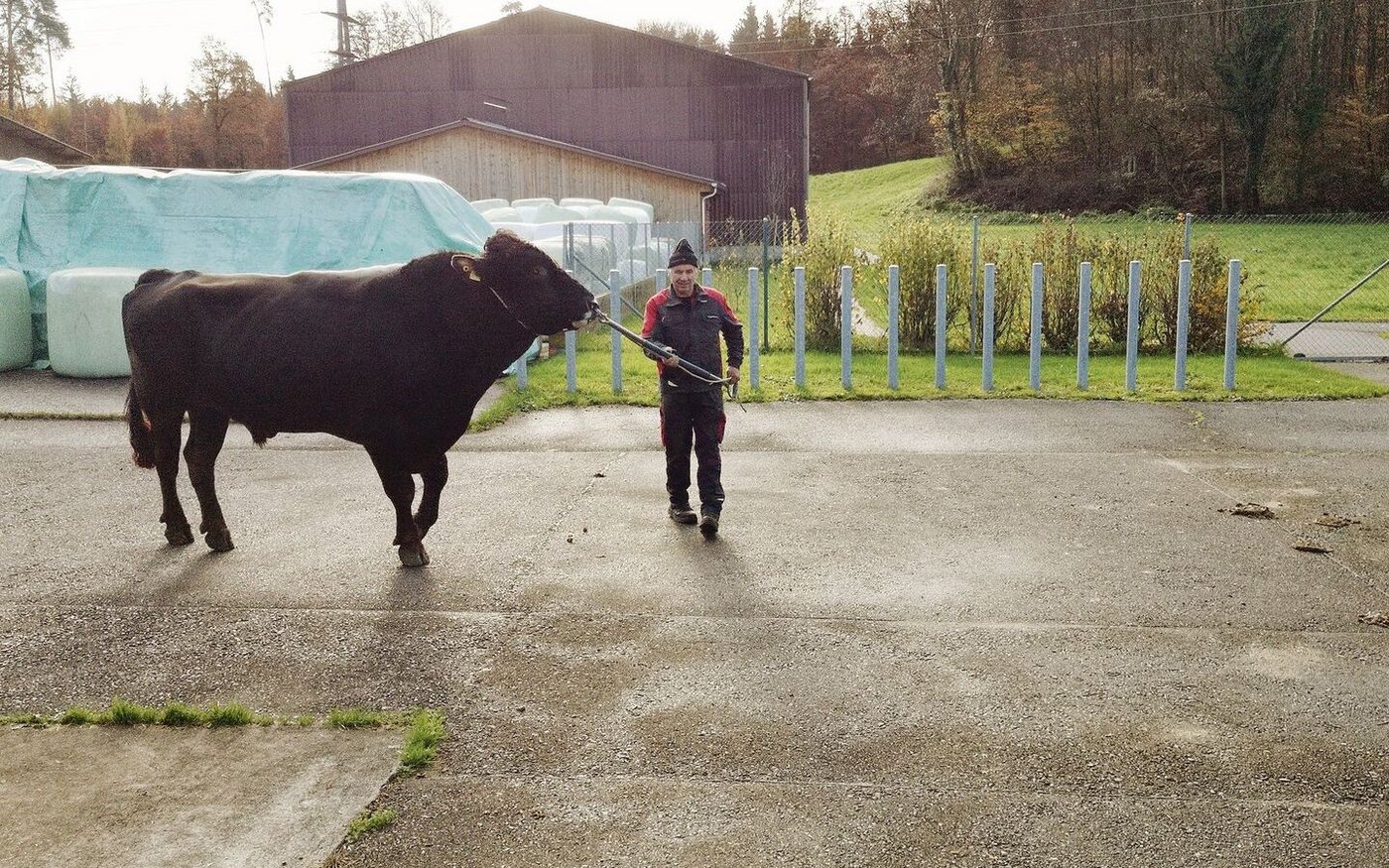 Pete, der bekannte Brown-Swiss-Stier war Teil der Stieren-Vorstellung auf dem Swissgenetics-Gelände.