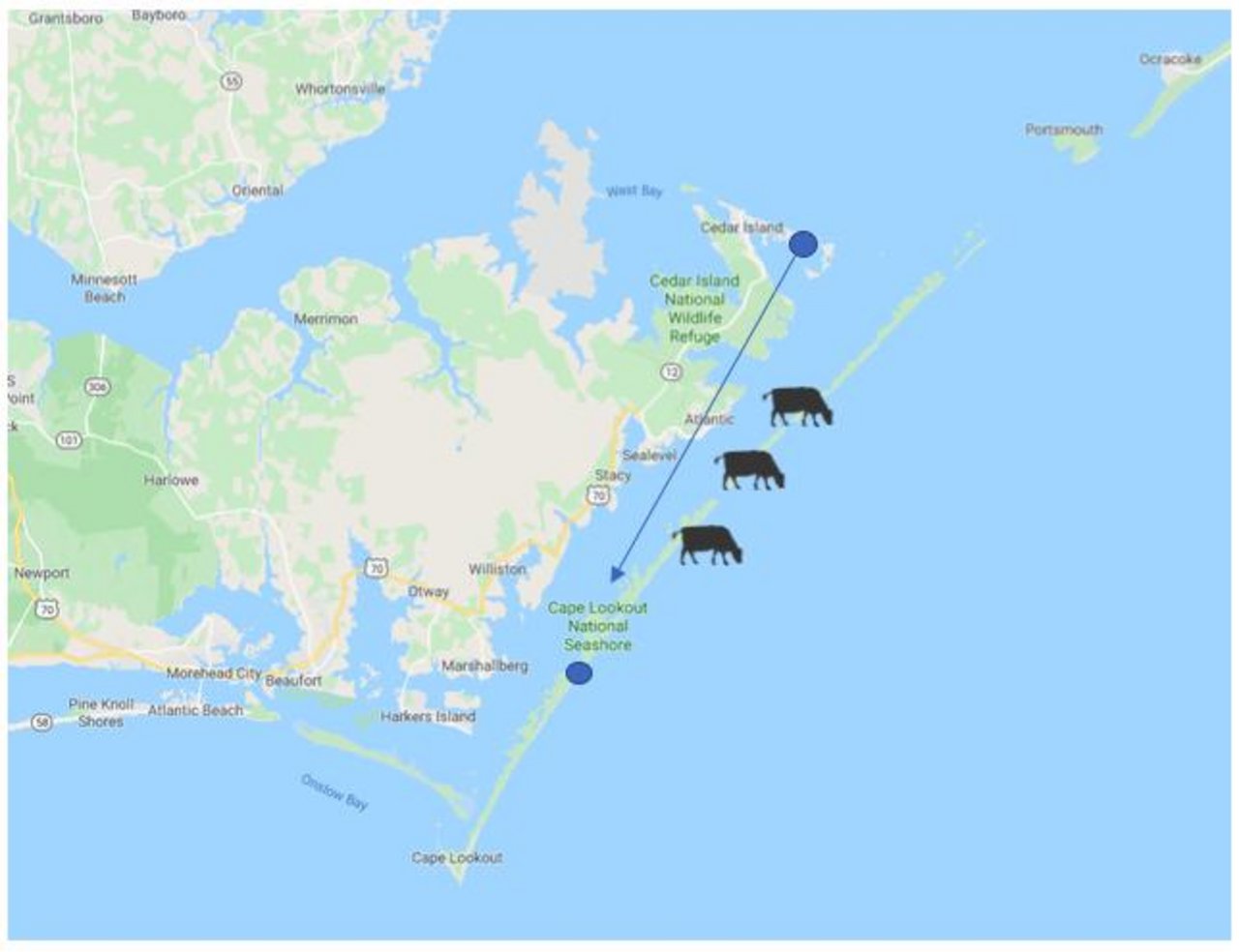 Die Kühe haben eine erstaunliche Strecke von einer Insel zur anderen zurückgelegt – und überlebt. (Karte Google Maps/ jsc)