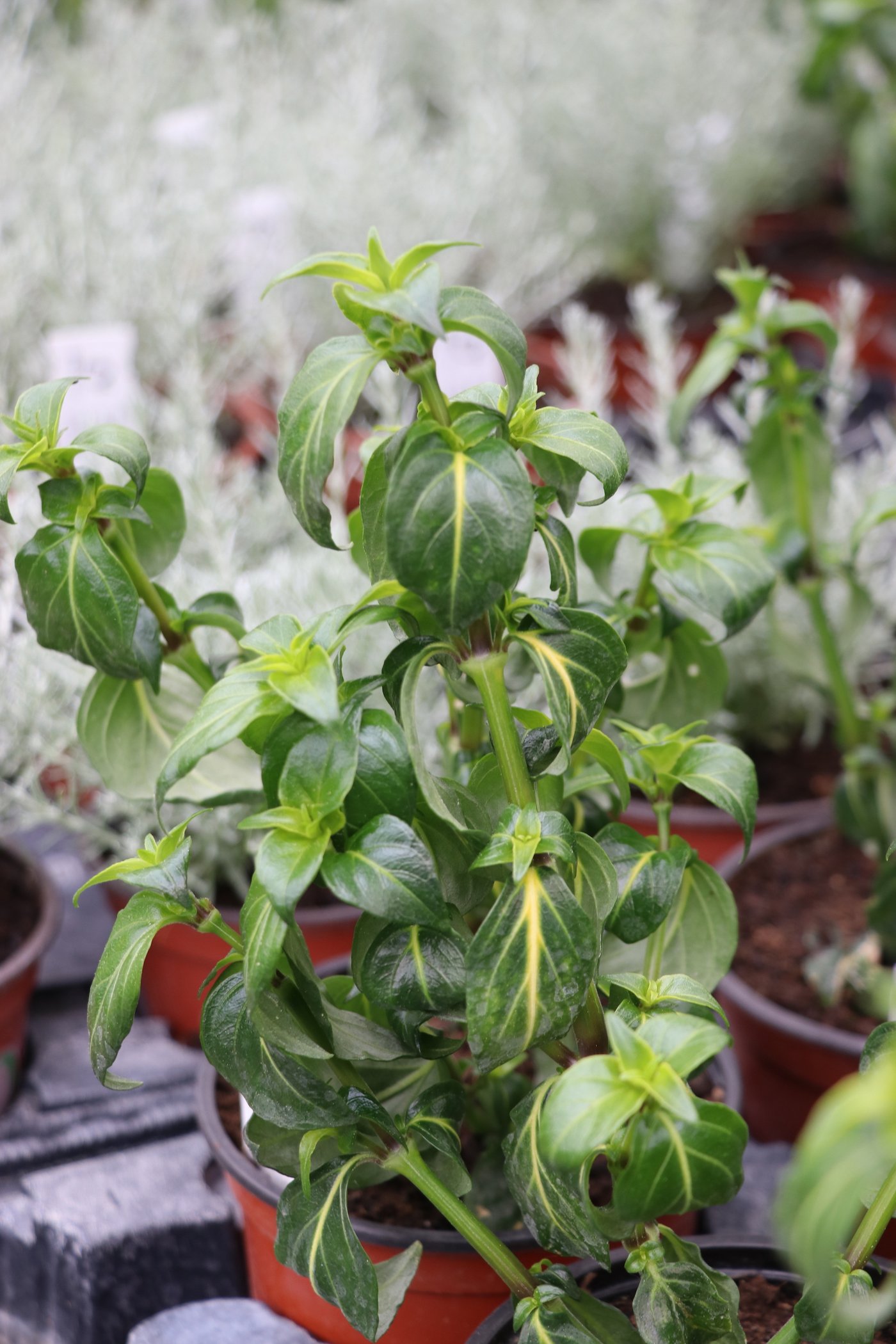 Pilzkraut: unklar, warum es noch ein Geheimtipp ist.