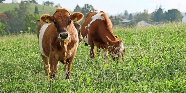 Ein angepasstes Weidemanagement ist eine mögliche Alternative zu Entwurmungsmitteln bei jungen Rindern. 