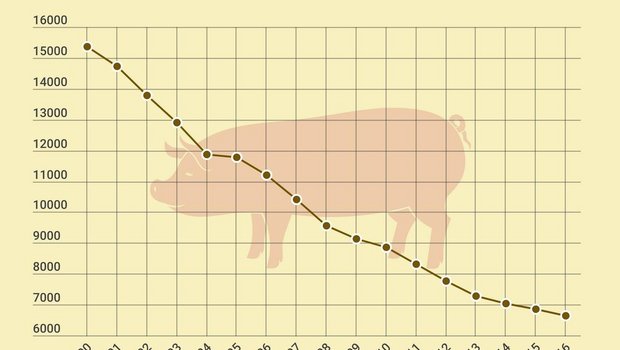 Immer weniger Schweinehalter in der Schweiz, aber die Anzahl Tiere bleibt in etwa konstant. (Grafik lid)