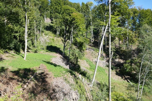 Ein Projekt zur Schmetterlingsförderung im Kanton Zürich gewann 2020 den Beugger-Preis. Es sieht vor, Wiesen und Wälder aufzulichten, Waldränder aufzuwerten sowie Wiesen und Weiden zu entbuschen. (Bild Heiri Schiess)