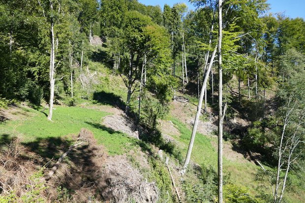 Pro Natura sucht «Wilde Ecken» für den Elisabeth und Oscar Beugger-Preis Ein Projekt zur Schmetterlingsförderung im Kanton Zürich gewann 2020 den Beugger-Preis. Es sieht vor, Wiesen und Wälder aufzulichten, Waldränder aufzuwerten sowie Wiesen und Weiden zu entbuschen. (Bild Heiri Schiess)