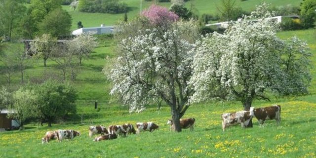 Der Grosse Rat des Kantons Aargau will, dass der Kanton bezüglich Landschaftsqualität in die Pflicht genommen wird. (Bild: zVg)