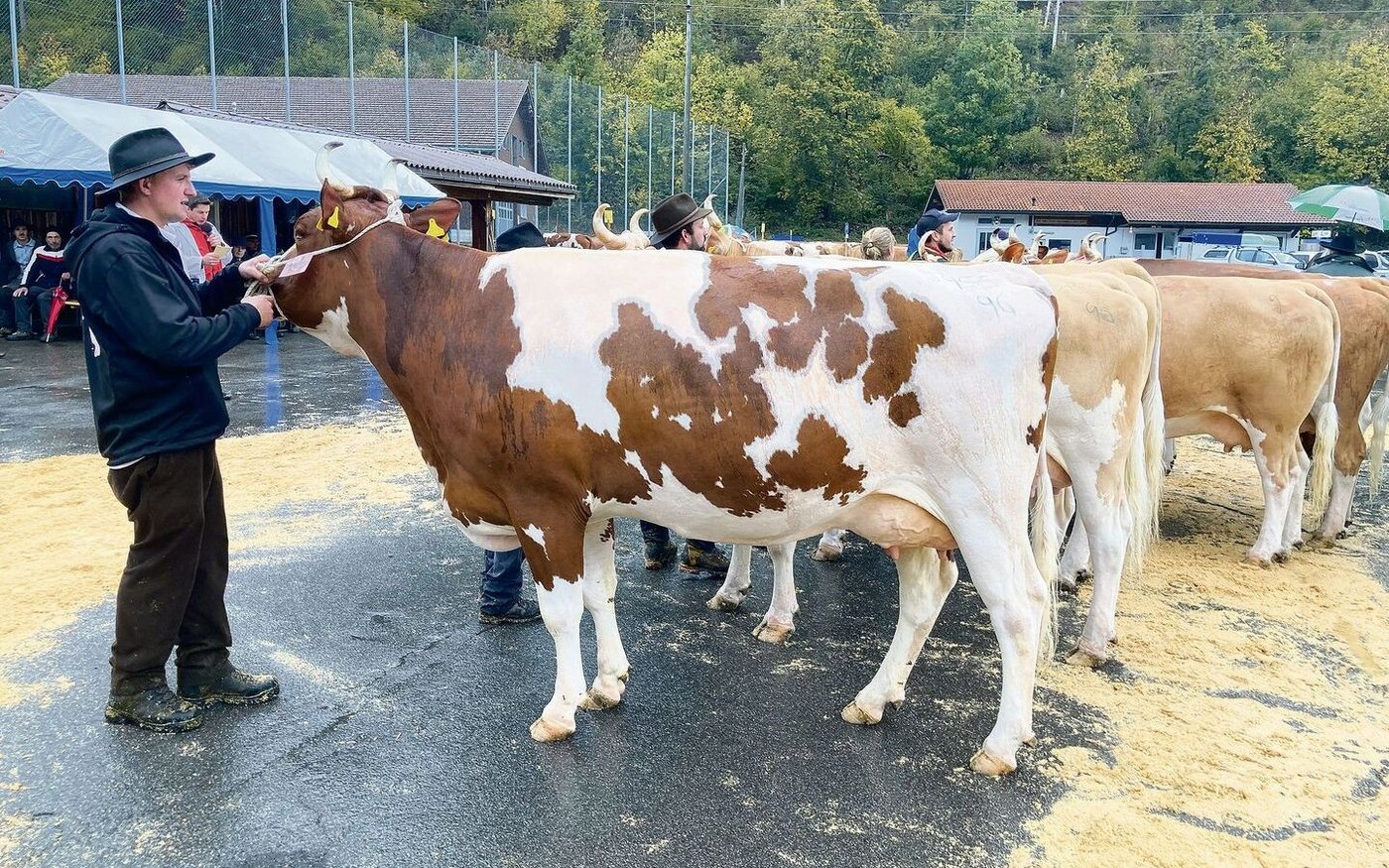 Sie siegte in der Klasse 5: die SF-Kuh PerrenSenggi Orlando Arizona (54 55 96) von Urs und Björn Perren aus St. Stephan.