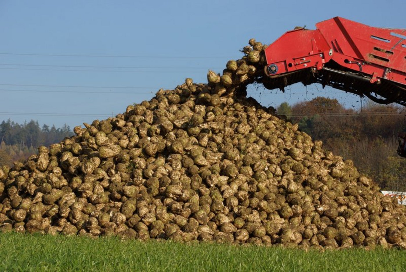 Im Moment läuft die Zuckerrübenernte. Durch die Viröse Vergilbung können Ertragsverluste bis 50 Prozent auftreten. (Bild BauZ)