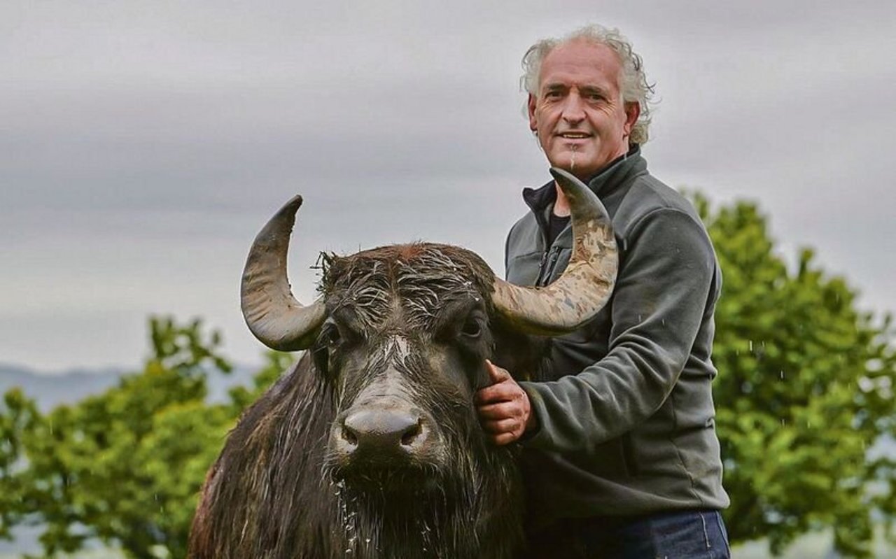 Biolandwirt Josef Villiger aus Sins setzt seit 15 Jahren auf Wasserbüffel und produziert heute um die 100 000 kg Milch.