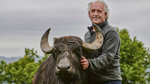 Biolandwirt Josef Vi Biolandwirt Josef Villiger aus Sins setzt seit 15 Jahren auf Wasserbüffel und produziert heute um die 100 000 kg Milch.