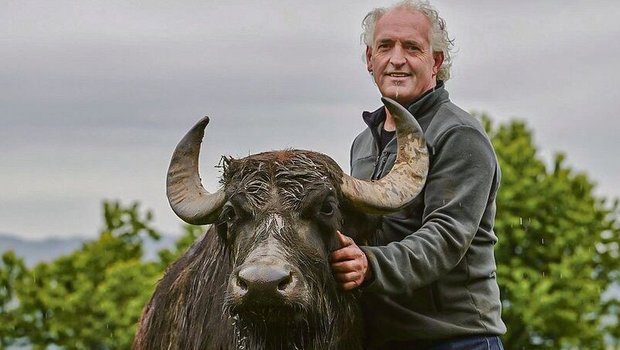 Biolandwirt Josef Villiger aus Sins setzt seit 15 Jahren auf Wasserbüffel und produziert heute um die 100 000 kg Milch.
