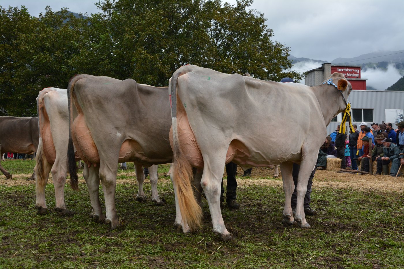 Das Podest Schöneuter ab 4. Laktation (v.l.n.r.): Evolet, Manuel Arnold, Erstfeld (3.); Jelinda, Hans Indergand, Erstfeld (2.); Nancy, Hansruedi Arnold, Bürglen (1.).