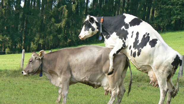 Die Milchkontrolle kann indirekt die Fruchtbarkeit der Herde verbessern,weil sie Hinweise zur Energieversorgung gibt. Bild: Swissgenetics, www.die-fruchtbare-kuh.ch